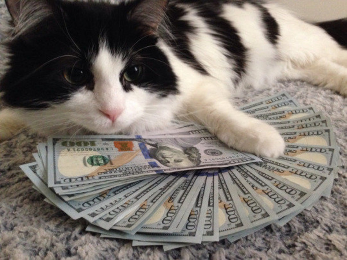 Cat+with+money+bignot+thumbwhoring+i+jus